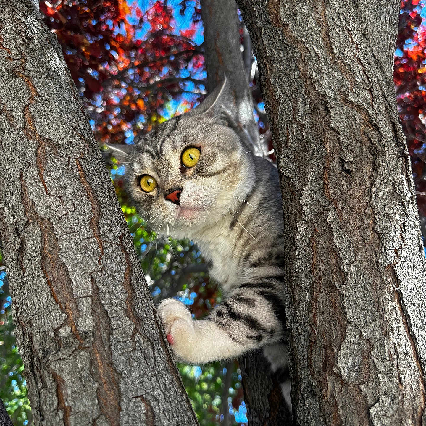 Steelix joined the competition — help win amazing prizes! branches, cat, climbing, close_up, curious, daytime, feline, leaves, nature, outdoor, paw, pet, portrait, sunlight, tabby_cat, tree, tree_bark, trunk, whiskers, yellow_eyes