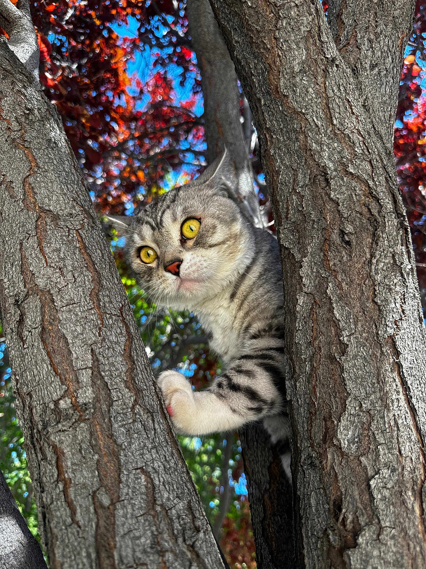 Steelix joined the competition — help win amazing prizes! cat, tabby_cat, tree, tree_bark, leaves, branches, paw, yellow_eyes, whiskers, trunk, outdoor, portrait, pet, curious, climbing, nature, sunlight, daytime, close_up, feline