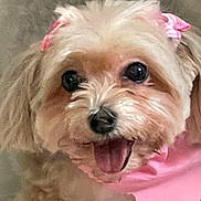 Priscilla joined the competition — help win amazing prizes! dog, small_dog, fluffy, pink_bow, pink_scarf, cute, tongue_out, pet, animal, close_up, happy, indoor, fur, face, adorable, mammal, companion, friendly, domestic_animal, portrait