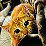 Tigger is registered to the contest to win money with this photo: cat, kitten, orange_tabby, close_up, curious, wide_eyes, whiskers, indoor, blanket, soft_texture, feline, pet, cozy, resting, fur, animal, cute, young_cat, portrait, domestic_cat