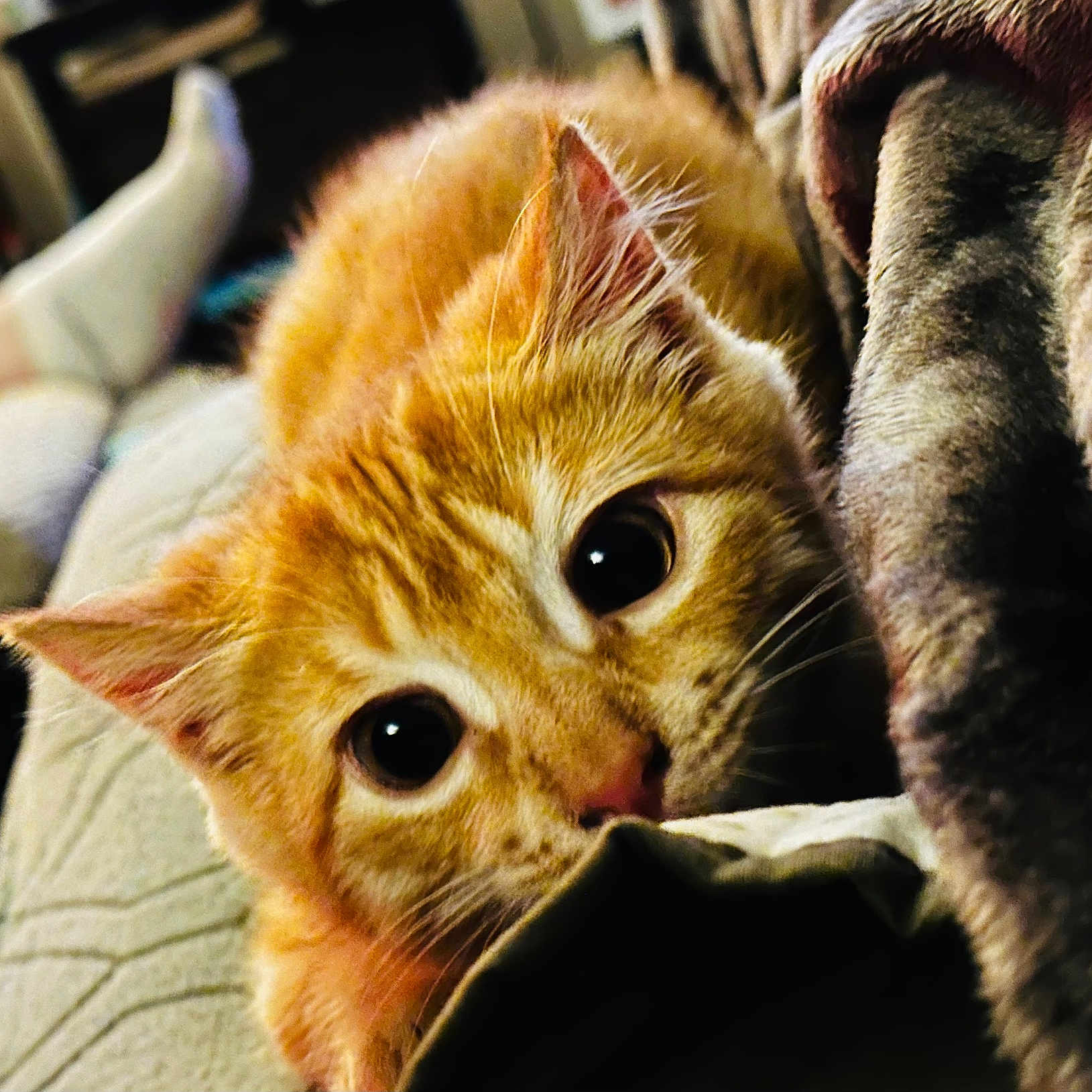 Tigger is registered to the contest to win money with this photo: animal, blanket, cat, close_up, cozy, curious, cute, domestic_cat, feline, fur, indoor, kitten, orange_tabby, pet, portrait, resting, soft_texture, whiskers, wide_eyes, young_cat