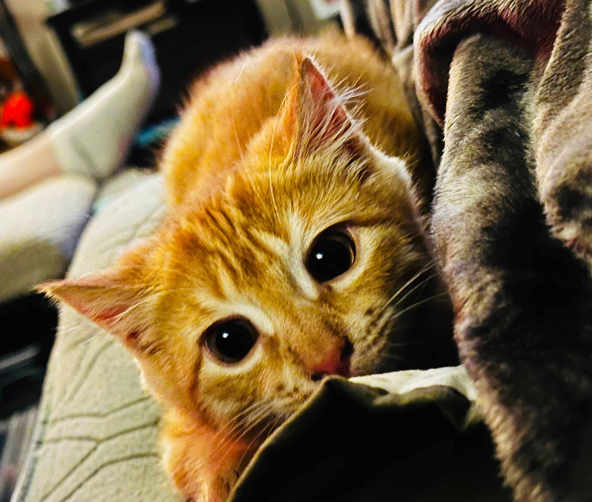 Tigger