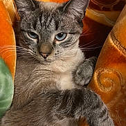 Mister joined the competition — help win amazing prizes! animal, blanket, blue_eyes, cat, closeup, cozy, cute, feline, fur, gray_fur, green, indoor, orange, paw, pet, portrait, relaxed, resting, striped, whiskers