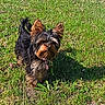 Alyas participe au concours pour gagner de l'argent avec cette photo : animal, black, brown, canine, collar, cute, daylight, dog, ears, fur, grass, leash, nature, outdoor, pet, playful, small_dog, summer, sunlight, walking