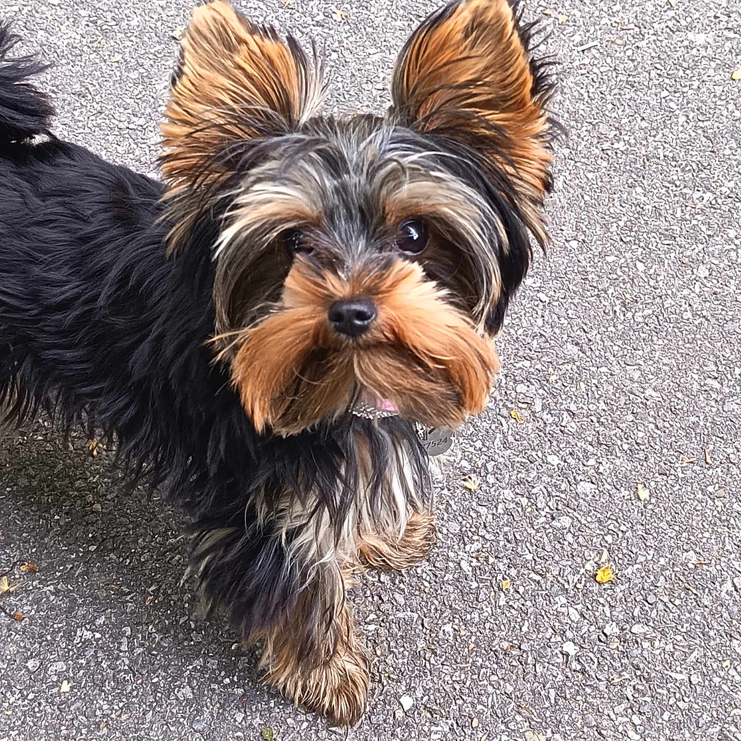 Alyas a rejoint le concours — aidez-le/la à gagner de superbes lots ! adorable, animal, black_fur, brown_fur, canine, companion, curious, cute, dog, ears, friendly, fur, looking_up, outdoor, pavement, pet, portrait, small_dog, walking, yorkshire_terrier