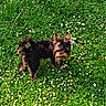 Alyas a rejoint le concours — aidez-le/la à gagner de superbes lots ! animal, curious, cute, daylight, dog, field, flora, flowers, fur, grass, greenery, nature, outdoor, pet, playful, small_dog, standing, summer, sunlight, topknot