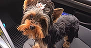 Alyas a rejoint le concours — aidez-le/la à gagner de superbes lots ! adorable, animal, black_and_tan, bow, car_interior, car_seat, companion, curious, cute, dog, fur, indoor, looking_up, pet, puppy, seat, small_dog, standing, vehicle, yorkshire_terrier