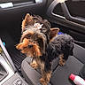 adorable, animal, black_and_tan, bow, car_interior, car_seat, companion, curious, cute, dog, fur, indoor, looking_up, pet, puppy, seat, small_dog, standing, vehicle, yorkshire_terrier