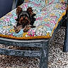 animal, chair, colorful, comfort, cushion, dog, ears, floral_pattern, fluffy, fur, lounge, outdoor, pattern, pebble_stones, pet, plastic_chair, relaxing, resting, small_dog, snout