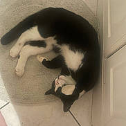 Shayanee participe au concours pour gagner de l'argent avec cette photo : cat, black_and_white, sleeping, curled_up, bathroom, rug, tile_floor, cabinet, pet, feline, indoor, cozy, resting, paw, fur, whiskers, animal, cute, relaxed, domestic