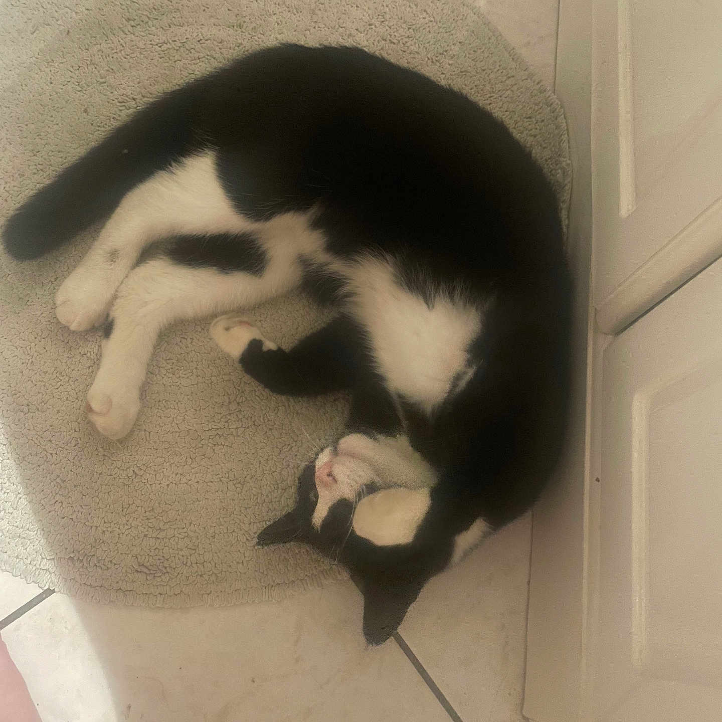 Shayanee participe au concours pour gagner de l'argent avec cette photo : animal, bathroom, black_and_white, cabinet, cat, cozy, curled_up, cute, domestic, feline, fur, indoor, paw, pet, relaxed, resting, rug, sleeping, tile_floor, whiskers