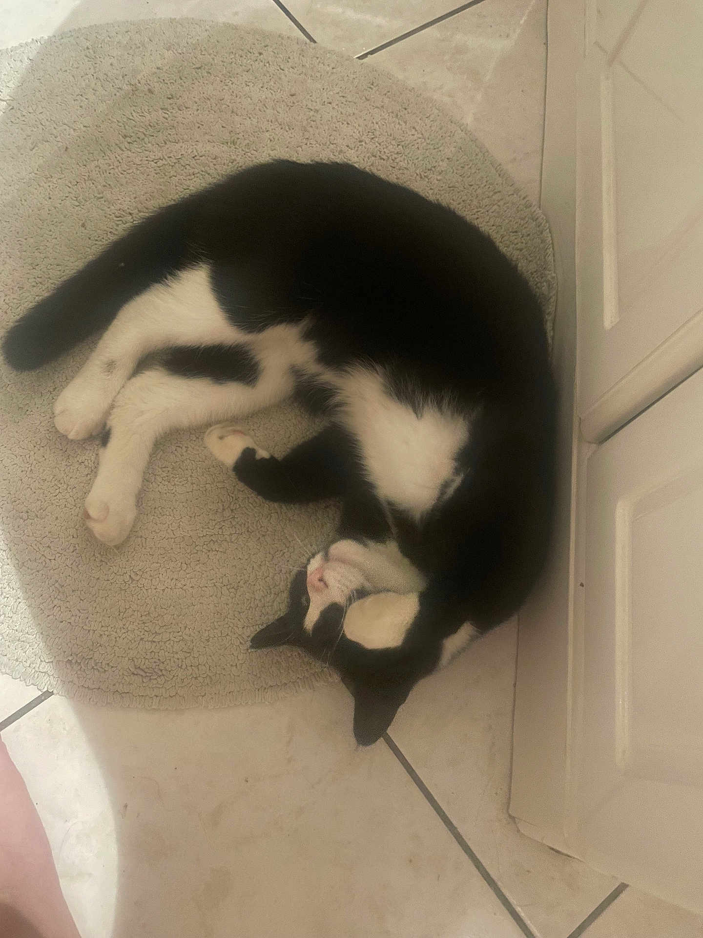 Shayanee participe au concours pour gagner de l'argent avec cette photo : cat, black_and_white, sleeping, curled_up, bathroom, rug, tile_floor, cabinet, pet, feline, indoor, cozy, resting, paw, fur, whiskers, animal, cute, relaxed, domestic