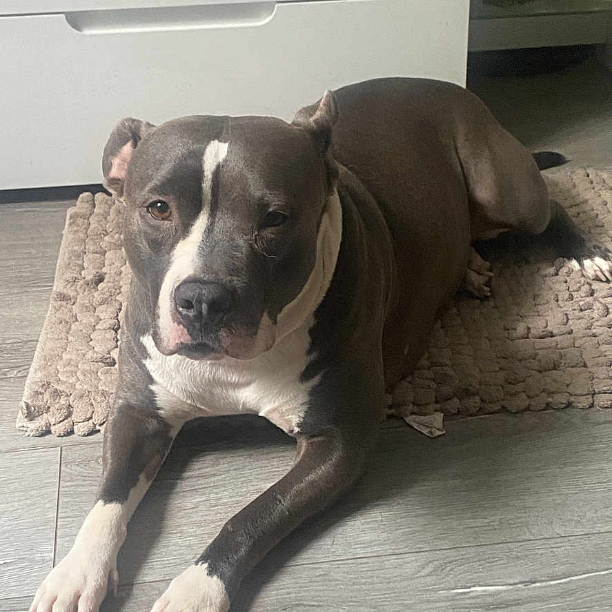 Neyla a rejoint le concours — aidez-le/la à gagner de superbes lots ! dog, indoor, floor, rug, white_cabinet, relaxed, pet, canine, brown_dog, light, shadow, home, furniture, laying_down, domestic_animal, quiet, calm, animal, companion, resting