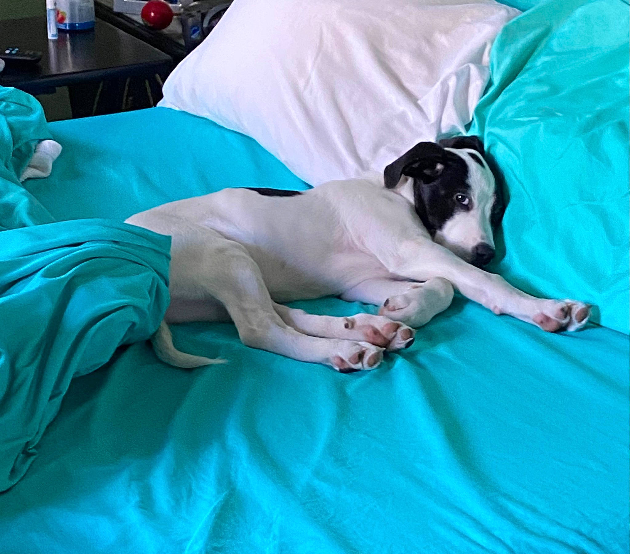 Gracie is registered to the contest to win money with this photo: aqua, azure, canidae, carnivore, comfort, companion_dog, couch, dog, dog_breed, dog_supply, dress, electric_blue, event, fawn, grass, leisure, linens, mammal, sporting_group, working_animal