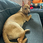 Scrappy joined the competition — help win amazing prizes! blanket, close_up, couch, curled_tail, cushion, dog, domestic_animal, household, indoor, living_room, looking_back, perky_ears, pet, pillow, plush_toy, puppy, relaxed, sofa, tan_coat, toy