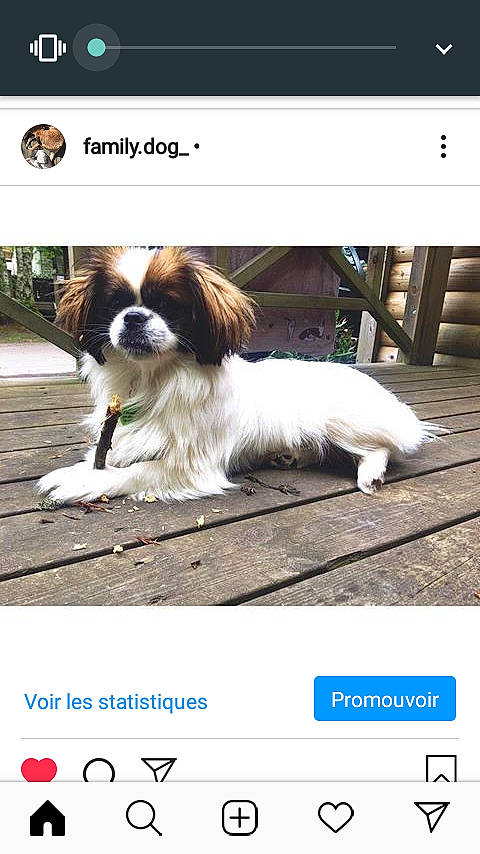 Oushka a rejoint le concours — aidez-le/la à gagner de superbes lots ! canidae, carnivore, cavalier_king_charles_spaniel, chinese_imperial_dog, companion_dog, dog, dog_breed, japanese_chin, papillon, phalene, photo_caption, puppy, shih_tzu, spaniel, sporting_group, toy_dog