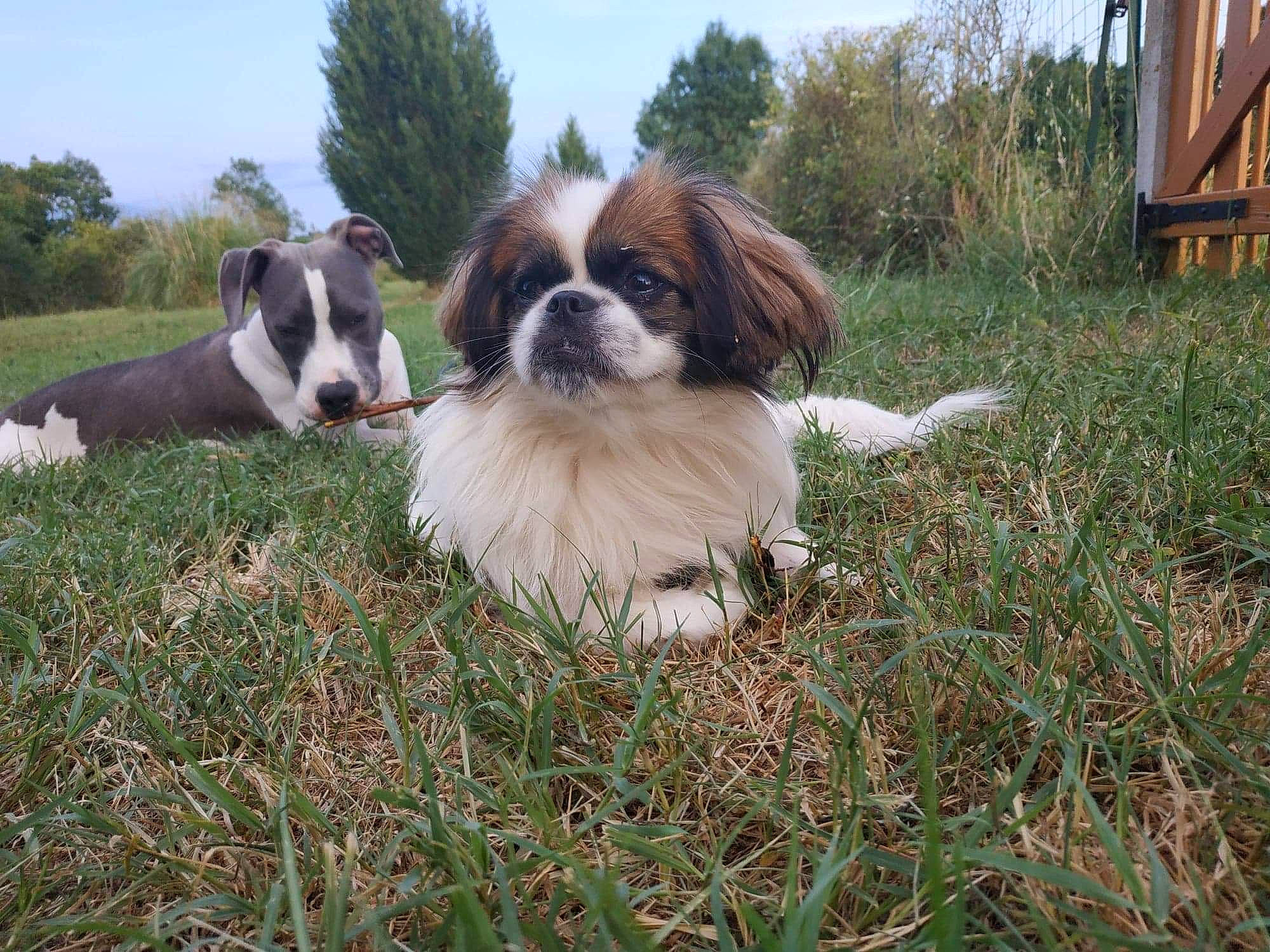 Oushka a rejoint le concours — aidez-le/la à gagner de superbes lots ! canidae, carnivore, companion_dog, dog, dog_breed, grass, mammal, moscow_watchdog, phalene, rare_breed_dog, sporting_group, st_bernard, vertebrate