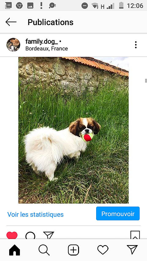 Oushka a rejoint le concours — aidez-le/la à gagner de superbes lots ! canidae, carnivore, cavachon, cavalier_king_charles_spaniel, companion_dog, dog, dog_breed, grass, phalene, photo_caption, puppy, screenshot, shih_tzu, spaniel, sporting_group, toy_dog