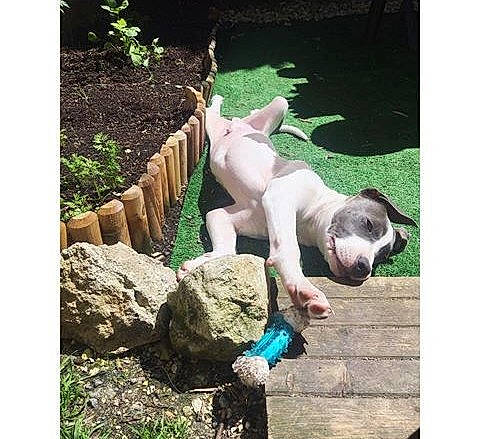 Snatch a rejoint le concours — aidez-le/la à gagner de superbes lots ! american_bulldog, american_pit_bull_terrier, american_staffordshire_terrier, boxer, canidae, carnivore, companion_dog, dog, dog_breed, dogo_argentino, dogo_guatemalteco, french_bulldog, male, mammal, non_sporting_group, pit_bull, pointer, puppy, sporting_group, vertebrate