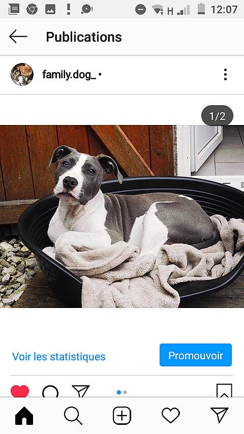 Snatch participe au concours pour gagner de l'argent avec cette photo : american_pit_bull_terrier, canidae, carnivore, companion_dog, dog, dog_breed, non_sporting_group, paw, photo_caption, photography, pit_bull, puppy, website