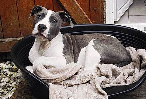 Snatch a rejoint le concours — aidez-le/la à gagner de superbes lots ! american_bulldog, american_pit_bull_terrier, american_staffordshire_terrier, canidae, carnivore, companion_dog, dog, dog_breed, mammal, non_sporting_group, pit_bull, snout, sporting_group, vertebrate, whippet