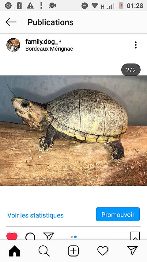 Joséphine a rejoint le concours — aidez-le/la à gagner de superbes lots ! adaptation, box_turtle, chelonoidis, common_snapping_turtle, galapagos_tortoise, geoemydidae, gopher_tortoise, kemps_ridley_sea_turtle, kinosternidae, olive_ridley_sea_turtle, organism, photo_caption, pond_turtle, reptile, sea_turtle, terrestrial_animal, tortoise, turtle, wildlife