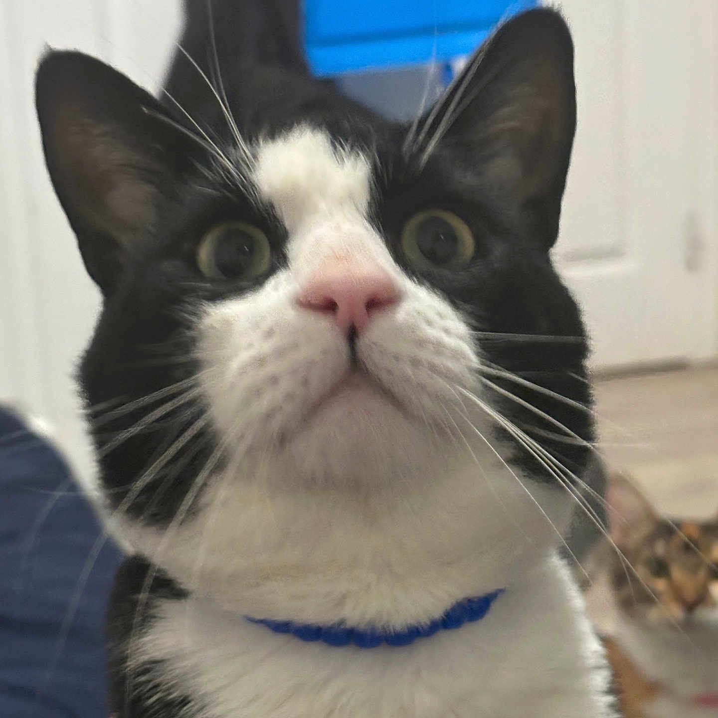 Gil is registered to the contest to win money with this photo: abyssinian, accessories, angora, animal, blackcat, bodypart, cat, collar, indoors, kitten, leash, manx, mouth, person, pet, siamese, snout, strap, tongue, white