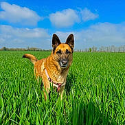 Chippie a rejoint le concours — aidez-le/la à gagner de superbes lots ! dog, field, grass, outdoor, nature, sky, blue_sky, clouds, pet, canine, animal, daylight, greenery, standing, alert, ears_up, collar, rural, calm, summer