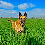 dog, field, grass, outdoor, nature, sky, blue_sky, clouds, pet, canine, animal, daylight, greenery, standing, alert, ears_up, collar, rural, calm, summer