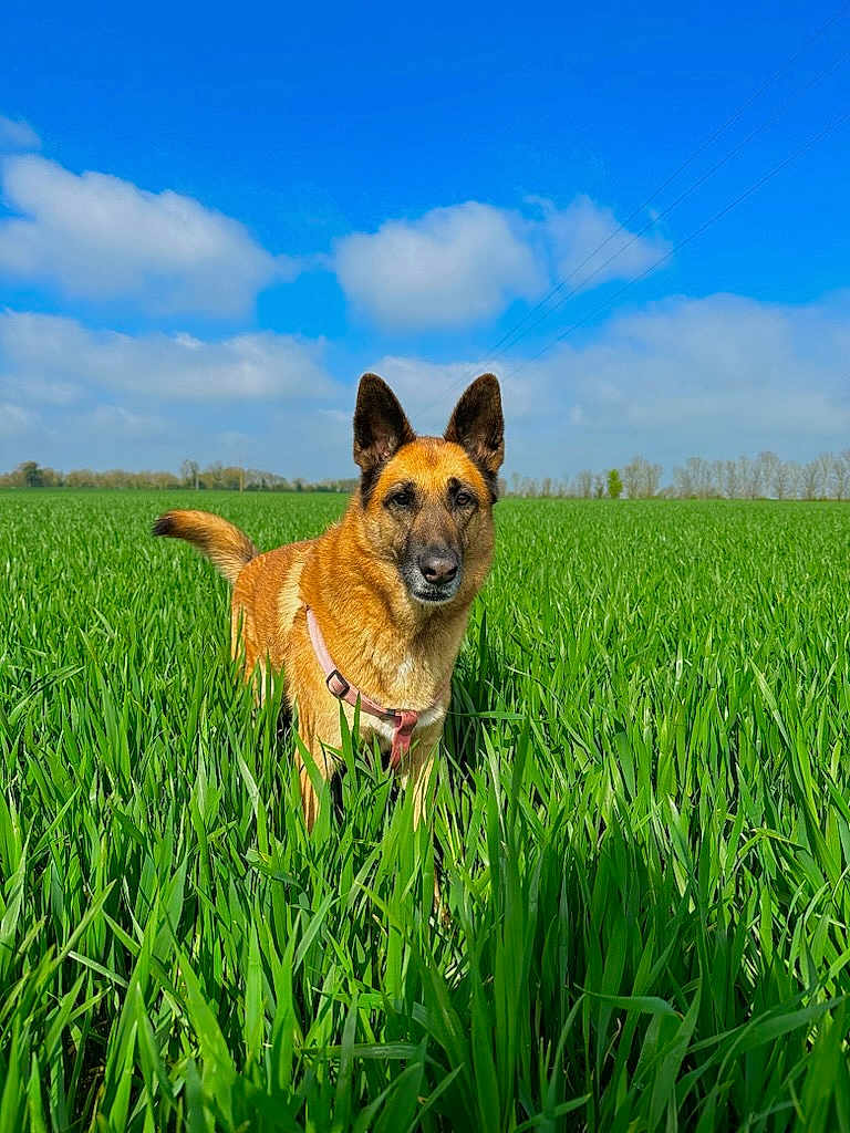 Chippie a rejoint le concours — aidez-le/la à gagner de superbes lots ! dog, field, grass, outdoor, nature, sky, blue_sky, clouds, pet, canine, animal, daylight, greenery, standing, alert, ears_up, collar, rural, calm, summer