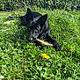animal, ball, canine, dog, field, flower, grass, grassland, green, herbal, herbs, nature, outdoors, pet, plant, puppy, sport, tennis, tennisball, vegetation