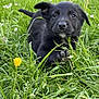 animal, ball, canine, countryside, dog, field, flower, grass, grassland, labradorretriever, lawn, meadow, nature, outdoors, pet, plant, puppy, sport, tennis, tennisball