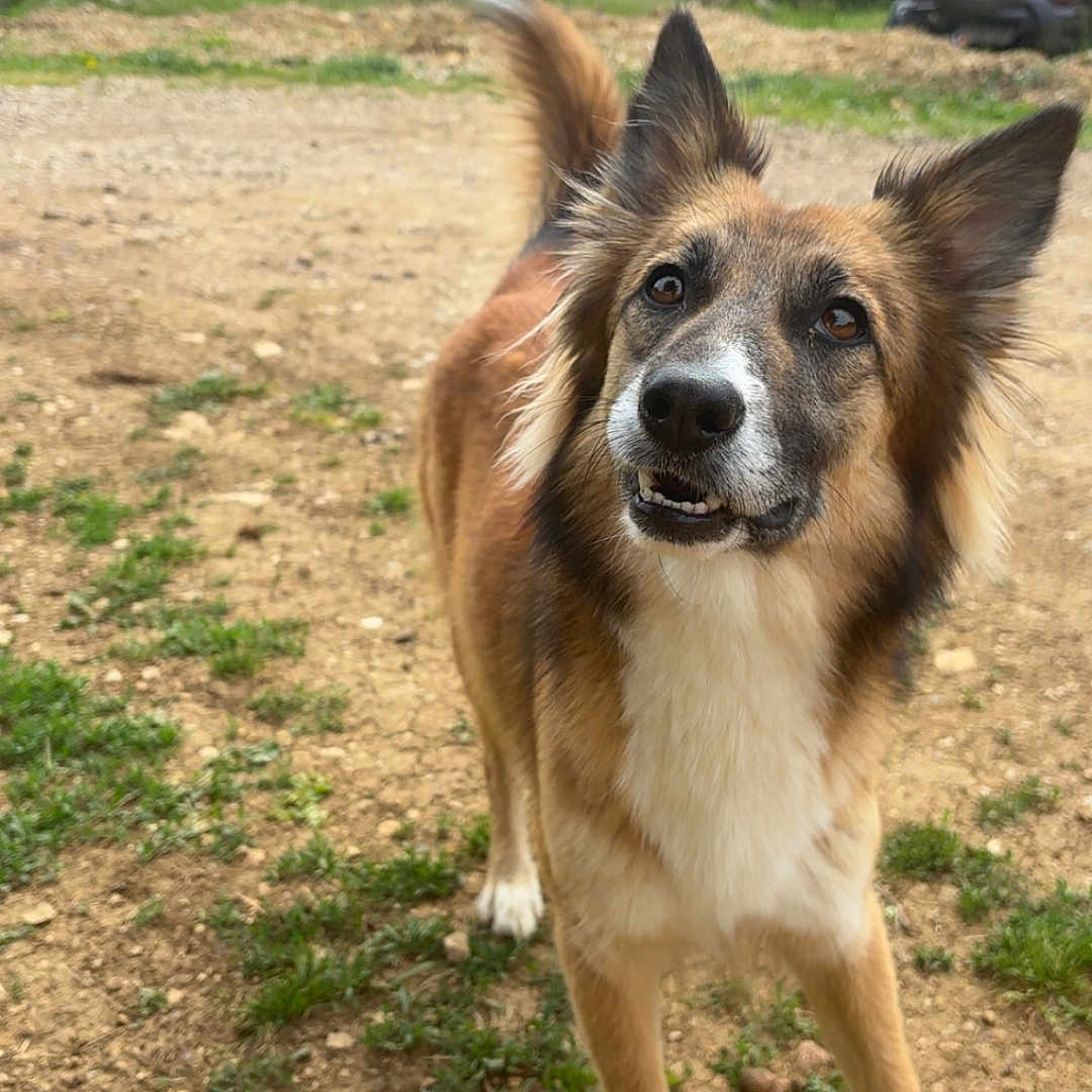 Nala a rejoint le concours — aidez-le/la à gagner de superbes lots ! alert, animal, canine, daylight, dirt, dog, ears, friendly, fur, grass, ground, looking_up, nature, outdoor, parked_car, pet, rural, tail, trees, vehicle
