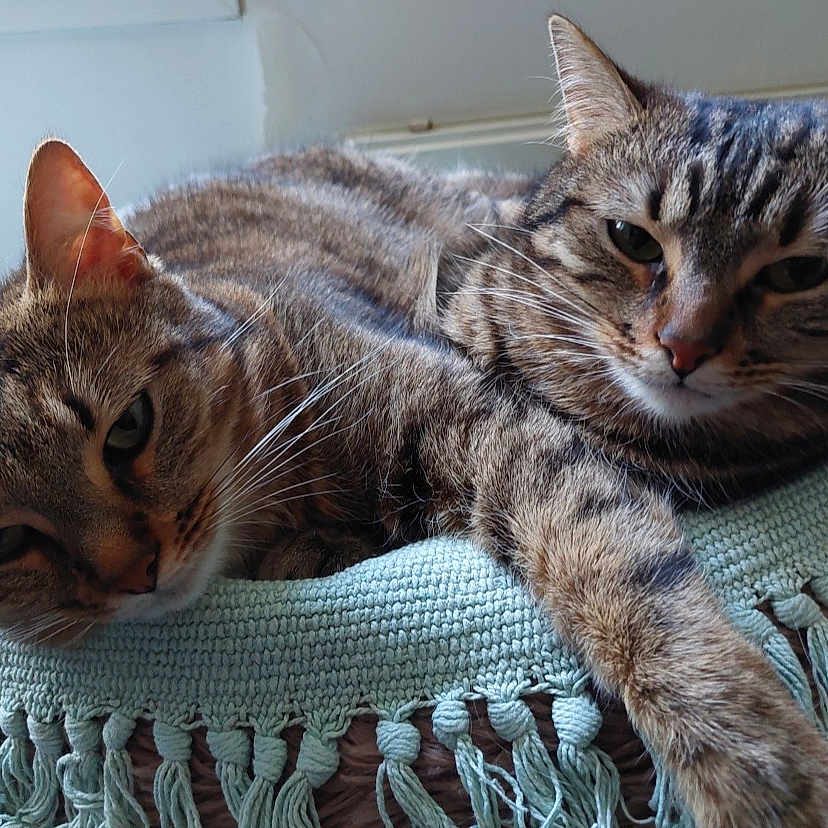 Perli Et Popette participe au concours pour gagner de l'argent avec cette photo : animal, blanket, cat, closeup, cozy, eyes, face, feline, fur, home, indoor, lying_down, paw, pet, relaxed, resting, tabby_cat, textile, two_cats, whiskers