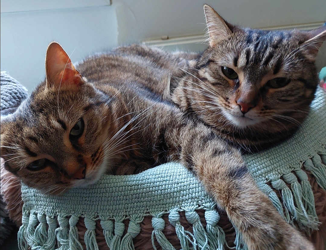 Perli Et Popette participe au concours pour gagner de l'argent avec cette photo : cat, tabby_cat, pet, animal, feline, resting, blanket, textile, indoor, closeup, fur, whiskers, paw, relaxed, cozy, two_cats, eyes, face, lying_down, home