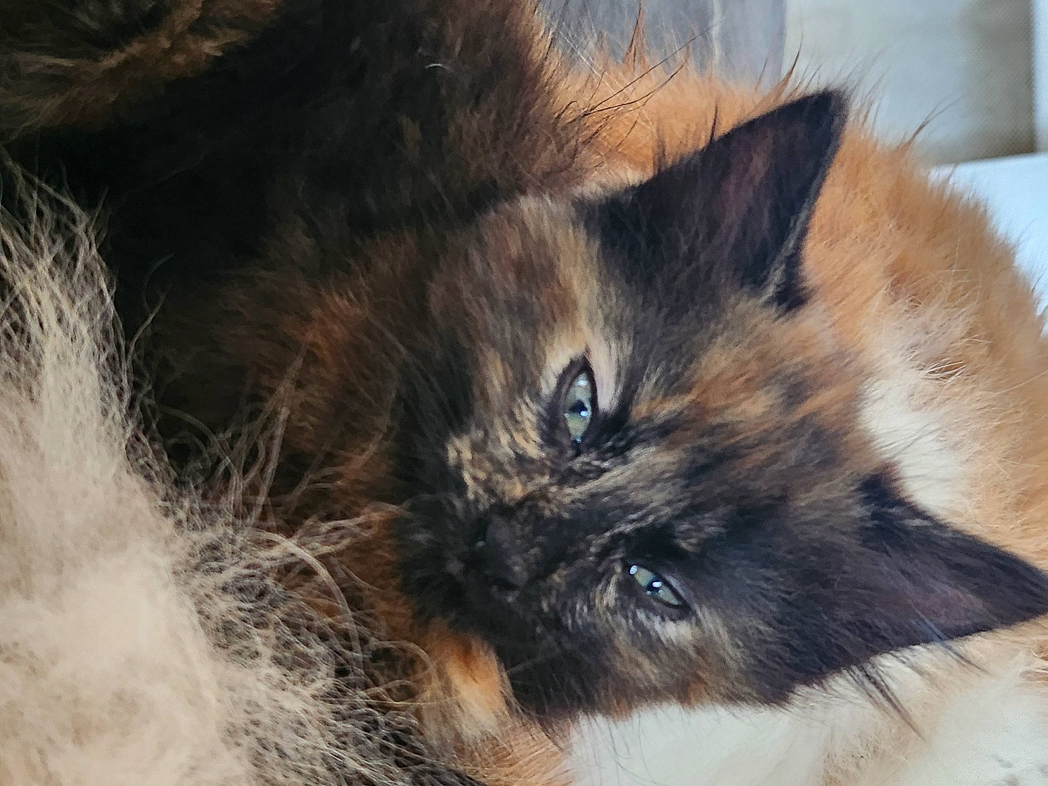 Wyllo a rejoint le concours — aidez-le/la à gagner de superbes lots ! art, canidae, carnivore, cat, dog_breed, drawing, eye, fawn, felidae, fur, illustration, painting, small_to_medium_sized_cats, snout, tail, terrestrial_animal, tree, whiskers, wildlife, working_animal