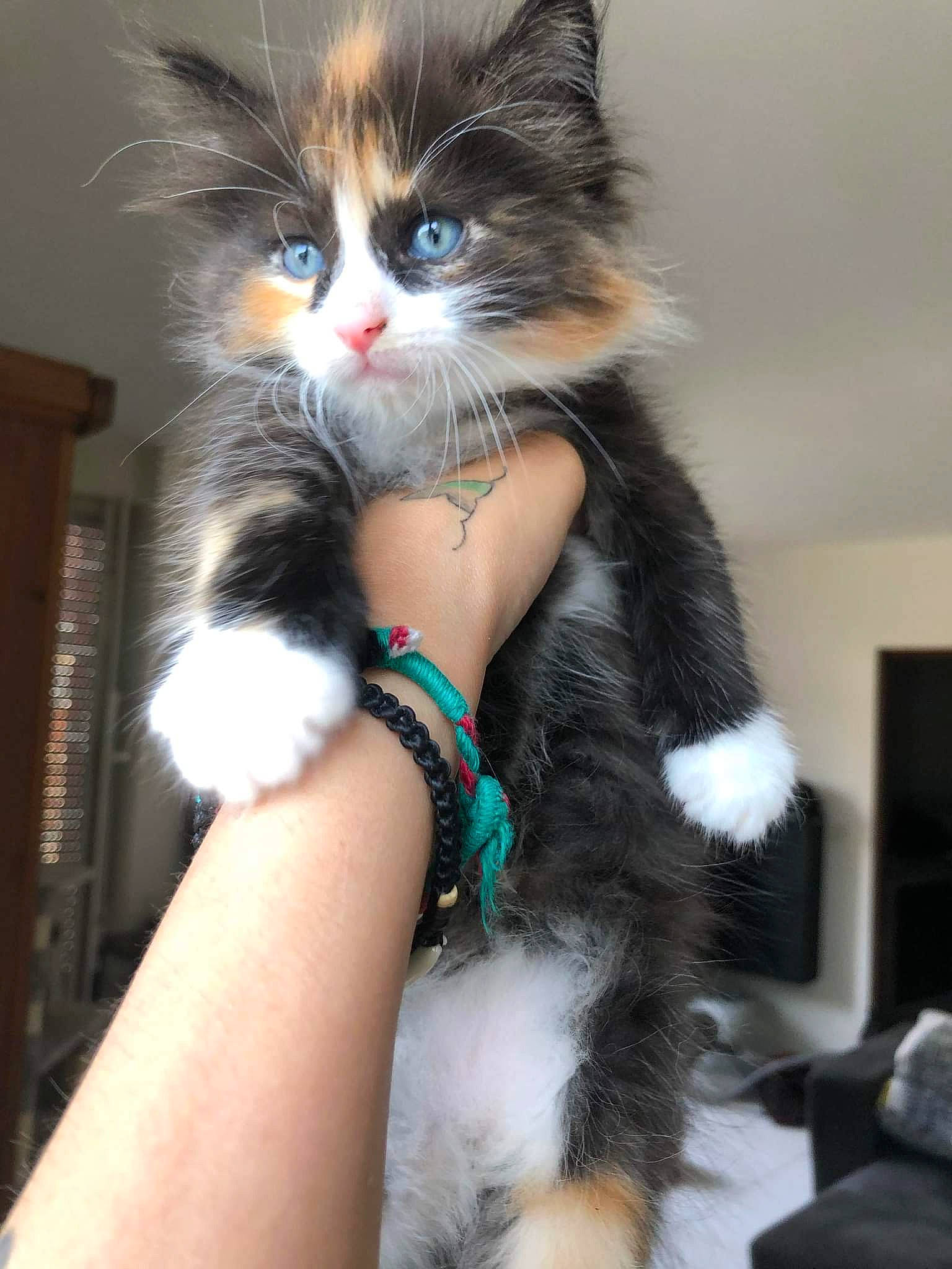 Tema participe au concours pour gagner de l'argent avec cette photo : carnivore, cat, claw, companion_dog, domestic_short_haired_cat, electric_blue, eye, fashion_accessory, felidae, foot, formal_wear, fur, human_leg, lap, paw, sitting, small_to_medium_sized_cats, snout, tail, whiskers