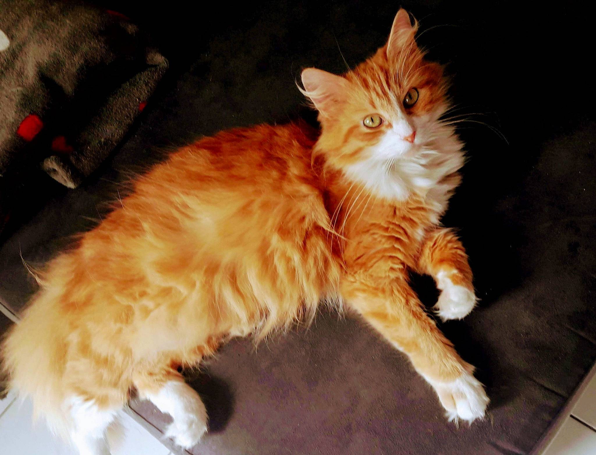 Litchi participe au concours pour gagner de l'argent avec cette photo : carnivore, cat, claw, comfort, couch, domestic_short_haired_cat, fawn, felidae, fur, lap, maine_coon, paw, small_to_medium_sized_cats, snout, tail, whiskers