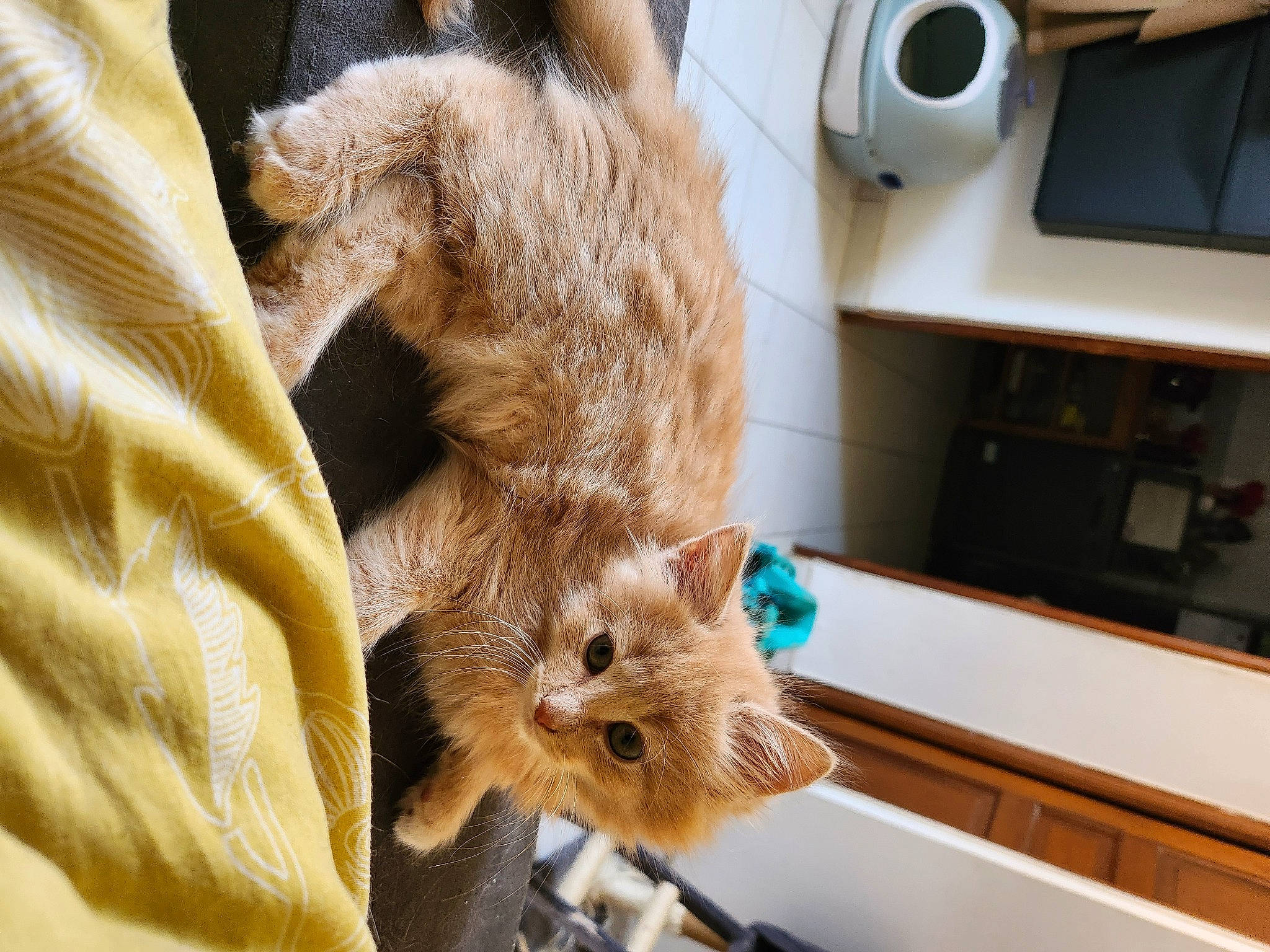 Wilo a rejoint le concours — aidez-le/la à gagner de superbes lots ! canidae, carnivore, claw, comfort, companion_dog, dog_breed, fawn, felidae, fur, liver, paper_towel, room, small_to_medium_sized_cats, snout, sporting_group, terrestrial_animal, toy, whiskers, wildlife, wood