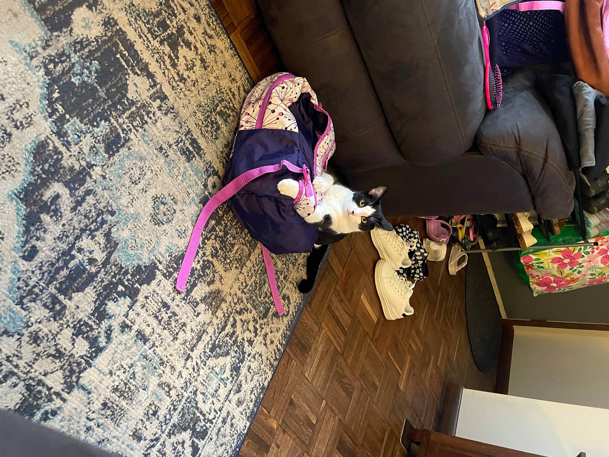 Betty joined the competition — help win amazing prizes! carnivore, comfort, companion_dog, dog, dog_breed, floor, flooring, fun, hardwood, human_leg, lap, leisure, magenta, pink, plant, purple, room, thigh, tree, wood