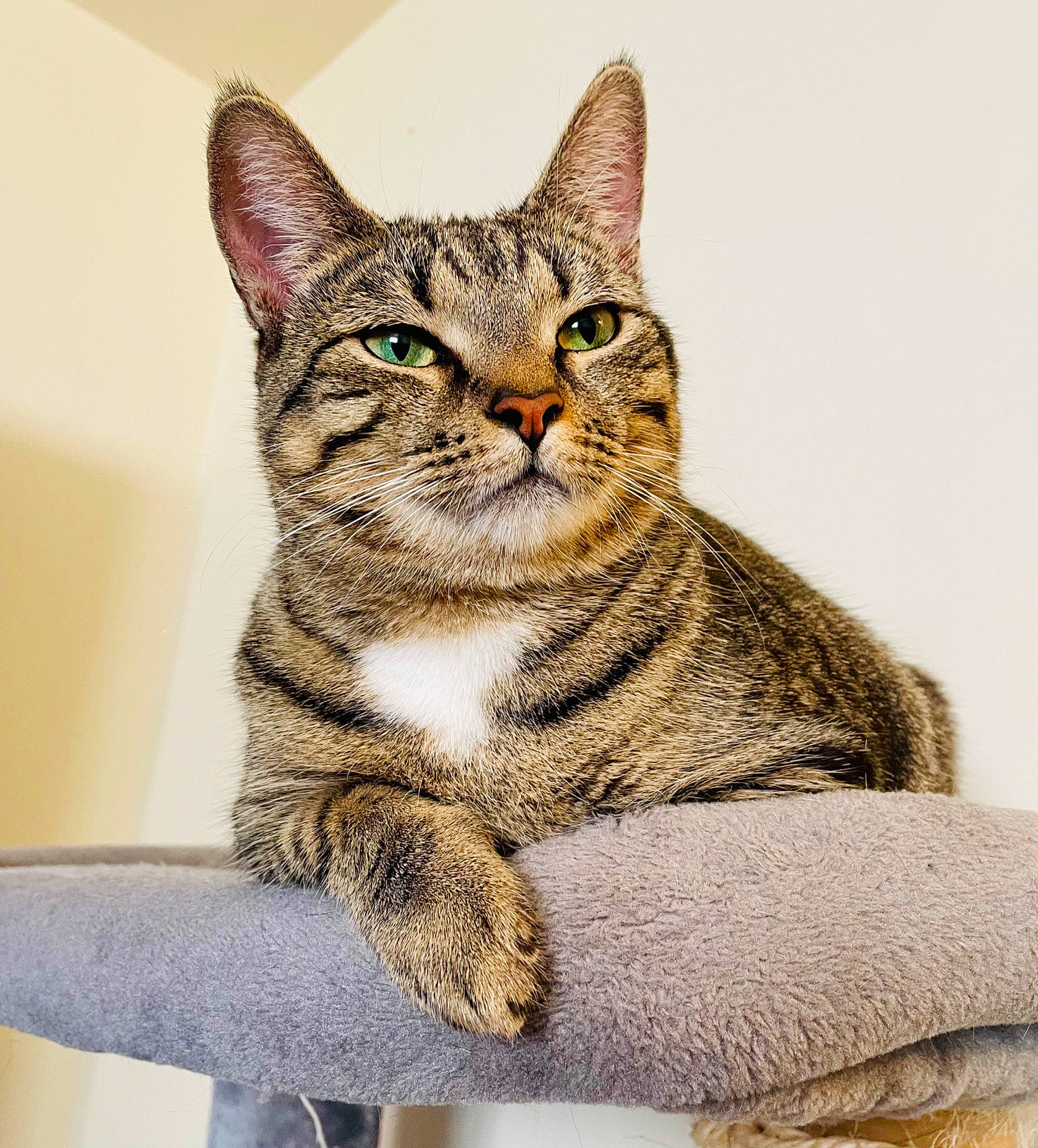 Doris joined the competition — help win amazing prizes! art, carnivore, cat, domestic_short_haired_cat, eye, felidae, fur, painting, paw, sitting, small_to_medium_sized_cats, snout, tail, terrestrial_animal, whiskers, wildlife