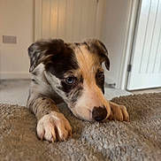 Elsie joined the competition — help win amazing prizes! puppy, dog, indoor, blanket, curious, blue_eyes, soft, texture, close_up, pet, young_dog, fur, ears, nose, paws, carpet, home, door, cute, animal