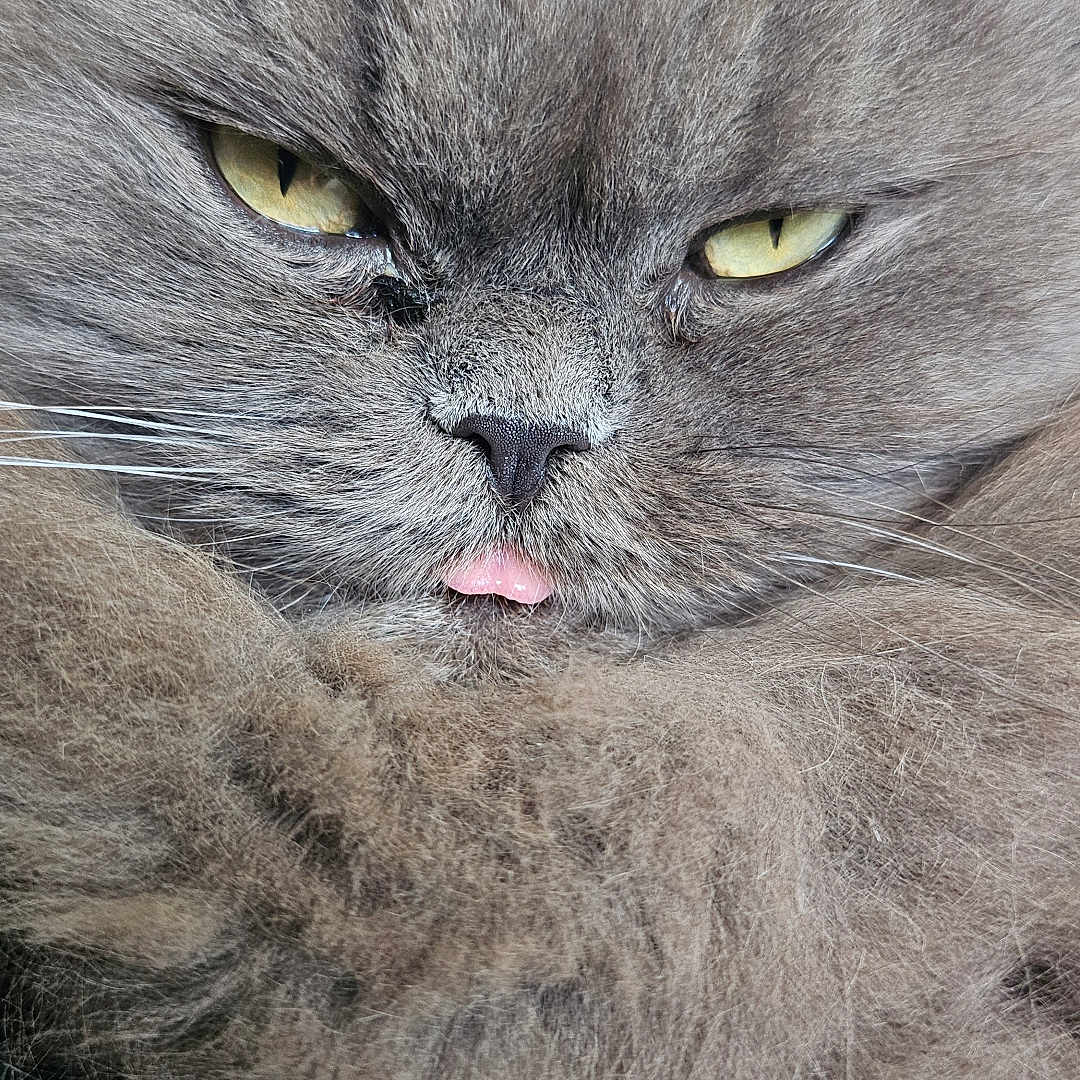 Chanel participe au concours pour gagner de l'argent avec cette photo : abyssinian, angora, animal, blackcat, bodypart, cat, kitten, manx, mouth, person, pet, snout, tongue