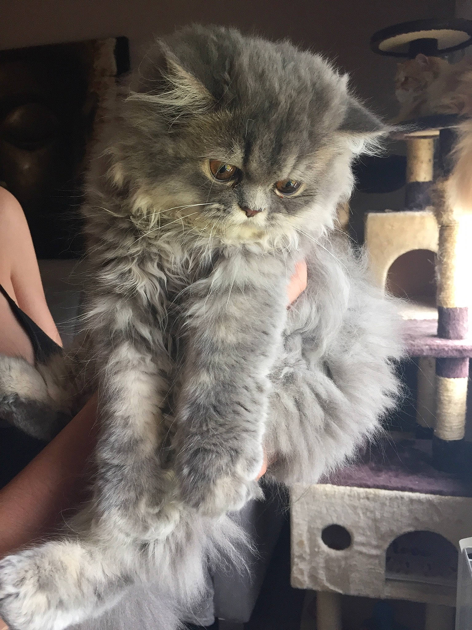 Gaïa a rejoint le concours — aidez-le/la à gagner de superbes lots ! asian_semi_longhair, british_longhair, british_semi_longhair, carnivore, cat, domestic_long_haired_cat, fawn, felidae, fur, kitten, maine_coon, mammal, norwegian_forest_cat, persian, pixie_bob, ragamuffin, siberian, small_to_medium_sized_cats, whiskers