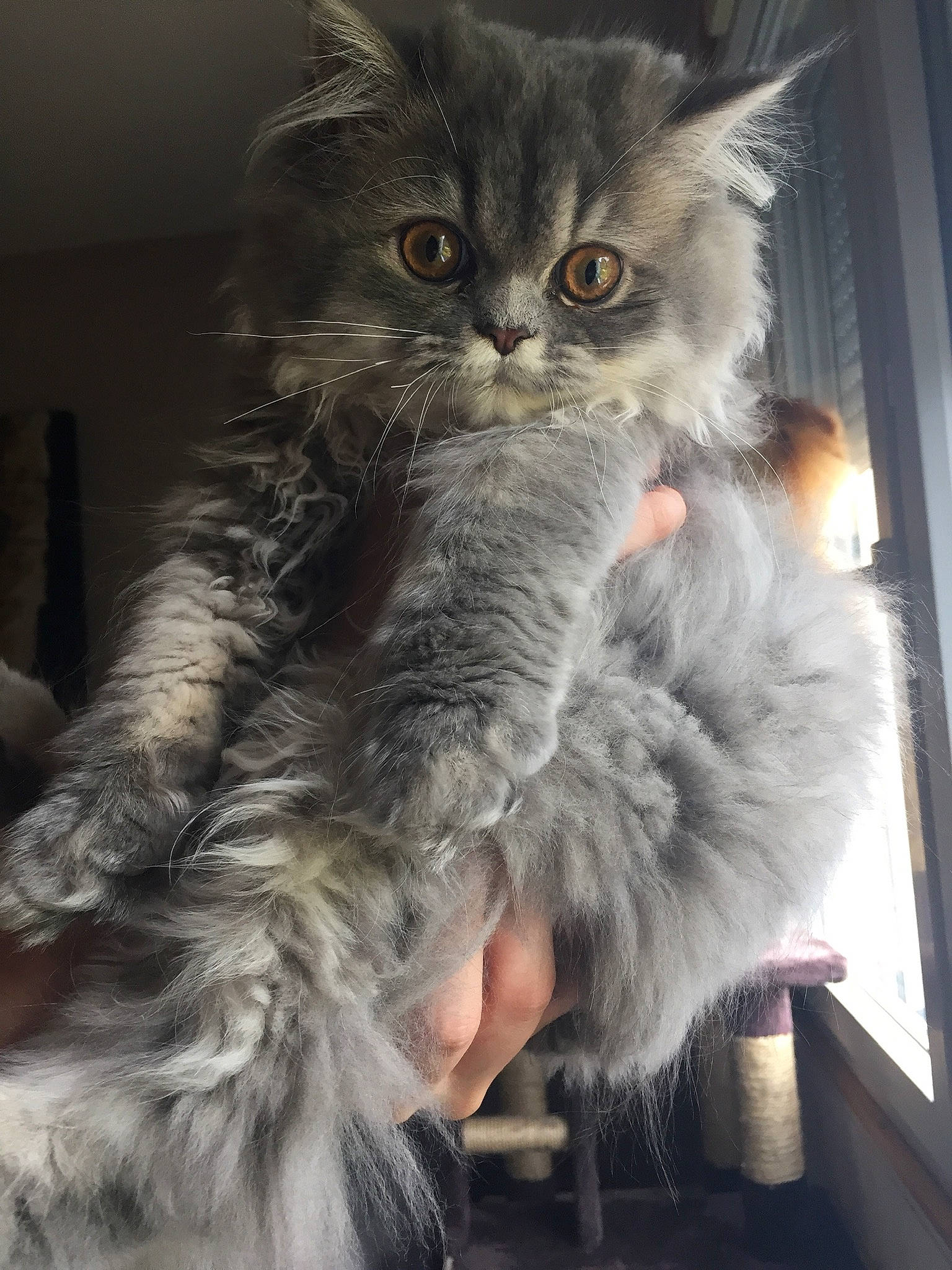 Gaïa participe au concours pour gagner de l'argent avec cette photo : asian, asian_semi_longhair, british_longhair, british_semi_longhair, carnivore, cat, domestic_long_haired_cat, felidae, fur, kitten, maine_coon, mammal, norwegian_forest_cat, persian, pixie_bob, ragamuffin, siberian, small_to_medium_sized_cats, snout, whiskers