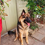 Vanille a rejoint le concours — aidez-le/la à gagner de superbes lots ! dog, german_shepherd, animal, pet, outdoor, garden, plant, greenery, shed, dirt_path, tongue_out, sitting, ears_perked, canine, fur, happy, nature, daylight, paw, muzzle