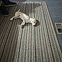 dog, sleeping, striped_rug, carpet, indoor, shoes, person, legs, light, shadow, floor, vent, white, small_dog, relaxing, cozy, home, resting, quiet, calm