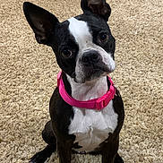 Felicity joined the competition — help win amazing prizes! dog, boston_terrier, pet, collar, pink_collar, carpet, indoor, animal, sitting, cute, curious, black_and_white, ears_up, small_dog, companion, domestic_animal, portrait, looking_up, fur, friendly