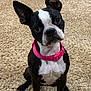 dog, boston_terrier, pet, collar, pink_collar, carpet, indoor, animal, sitting, cute, curious, black_and_white, ears_up, small_dog, companion, domestic_animal, portrait, looking_up, fur, friendly