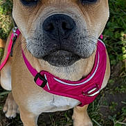 Appy a rejoint le concours — aidez-le/la à gagner de superbes lots ! dog, puppy, pink_harness, grass, outdoor, pet, animal, cute, brown_fur, short_hair, ears, nose, whiskers, collar, sitting, looking_up, alert, young_dog, companion, adorable